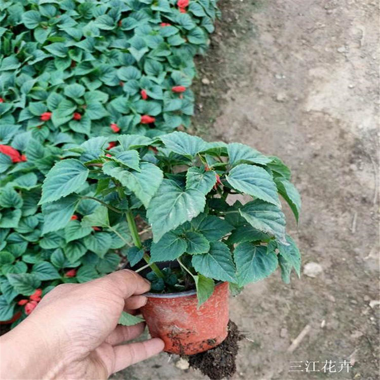 节假日租摆鲜花一串红  一串红价格  喜温暖阳光