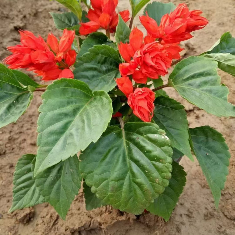 一串红花序修长  一串红盆栽  色红鲜艳  花期长