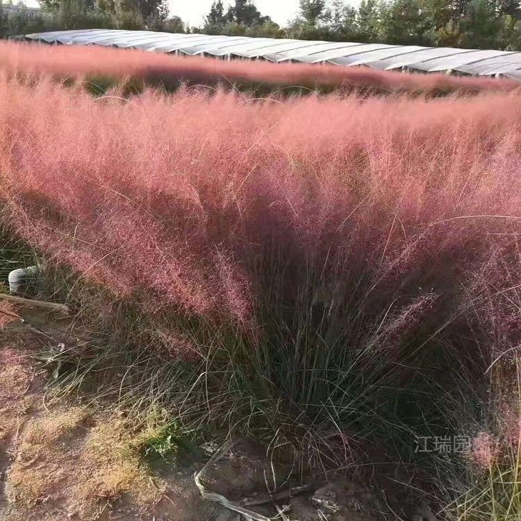 粉黛乱子草行情 粉黛乱子草发货 移植易成活 江瑞观赏草基地