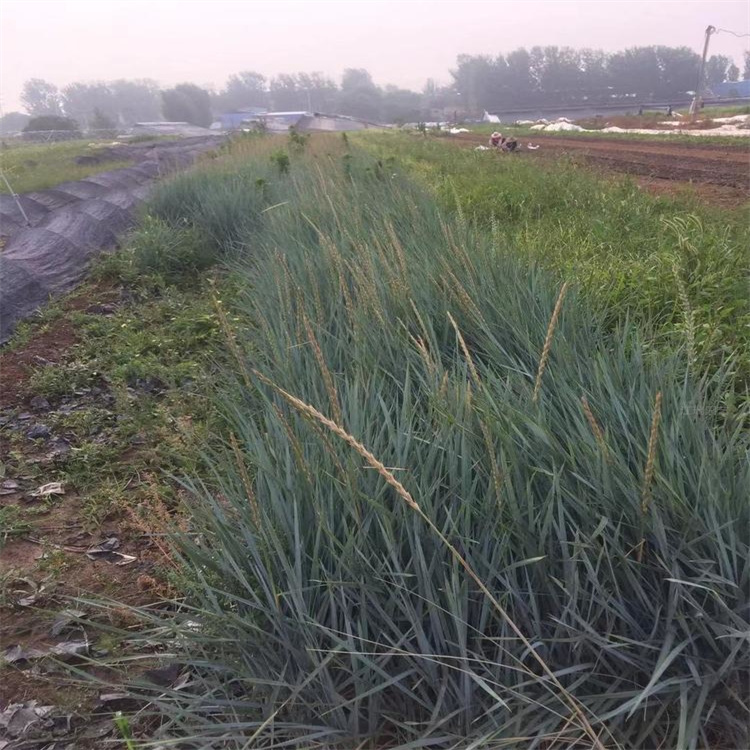 蓝冰麦苗圃种植 蓝冰麦种子基地 欢迎来电咨询