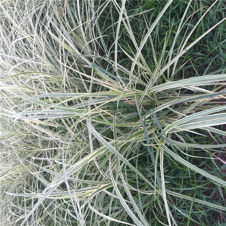 观赏草常用花叶芒 花叶芒便宜 基地供应