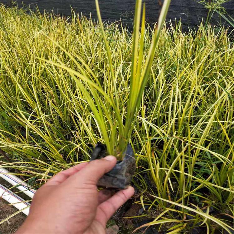 江西金叶石菖蒲现挖现卖 优质金叶石菖蒲出售 江瑞