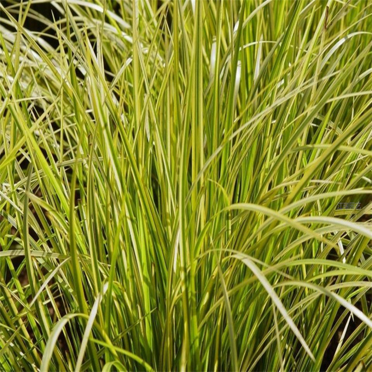 金叶石菖蒲行情 金叶石菖蒲移栽成活高 耐湿耐涝