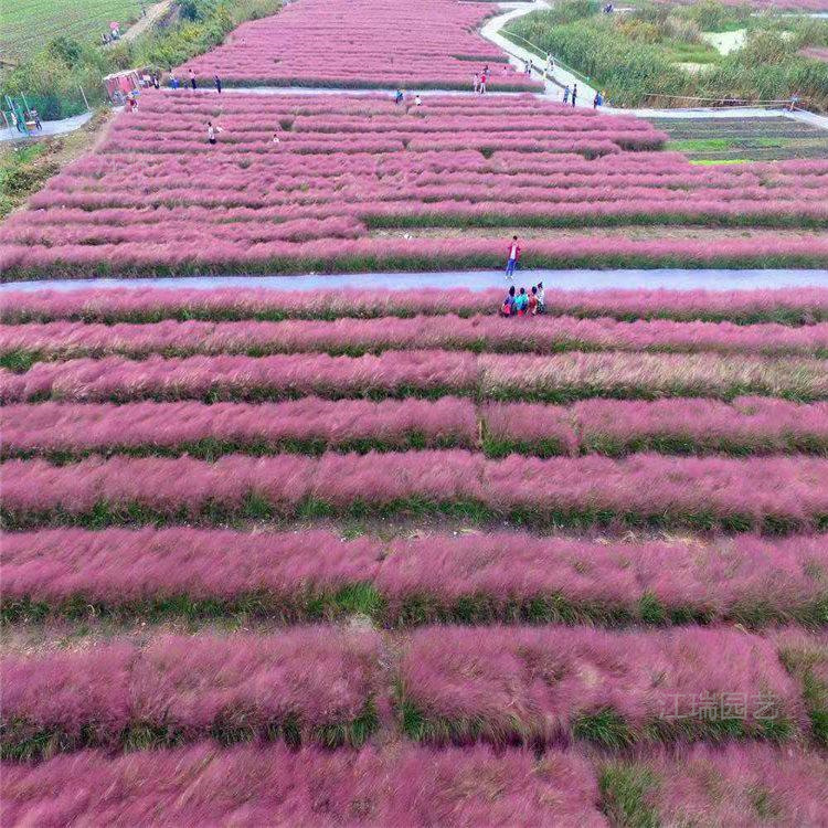 青州苗圃粉黛乱子草自产自销 基地出货 欢迎选购
