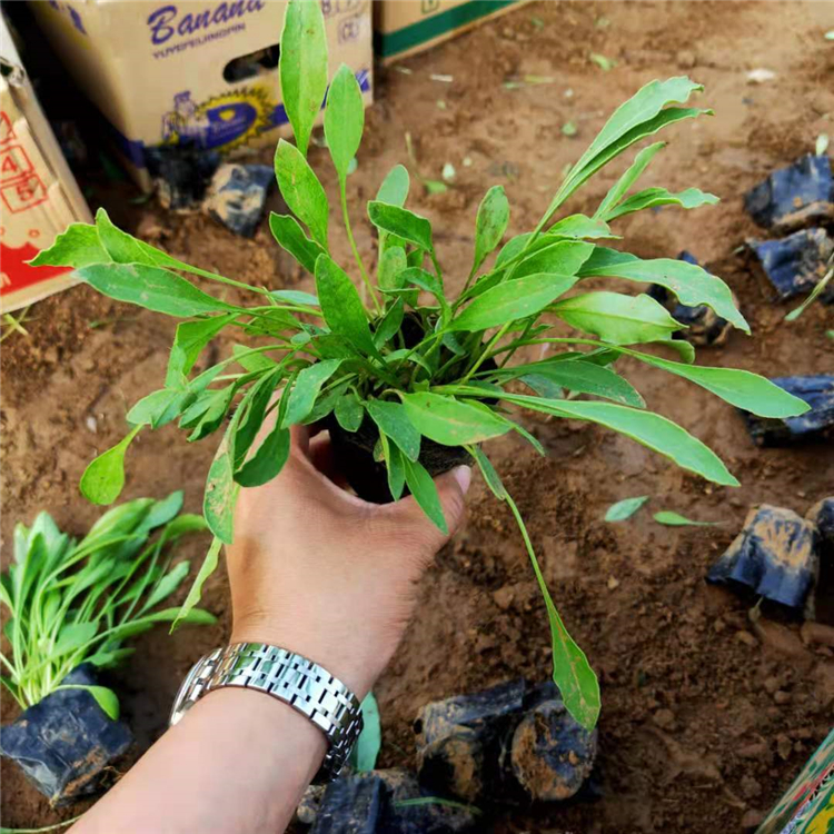 园林观赏花卉 金鸡菊 全意花卉 金鸡菊培育基地