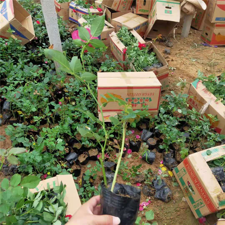 青州观赏花卉 红帽月季种植基地 红帽月季盆栽 花农自营