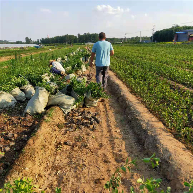 发货快捷 绿化用大叶扶芳藤 绿化苗木基地 大叶扶芳藤供应商