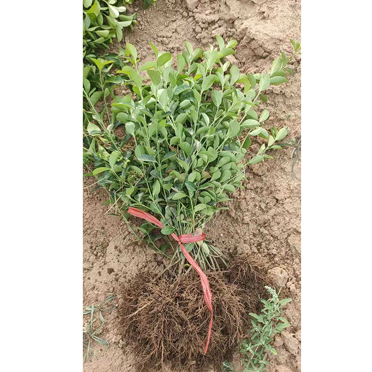 全意花卉苗木 绿化用大叶扶芳藤 绿化苗木基地 大叶扶芳藤价格