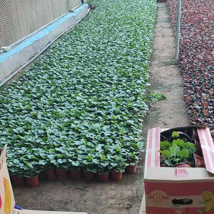 矾根盆栽 多年生耐寒草本花卉 欢迎前来订购