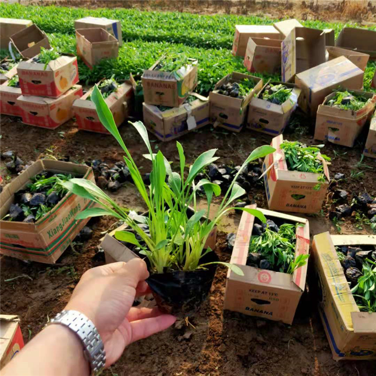 金鸡菊花海 青州草花 长势好 金鸡菊基地