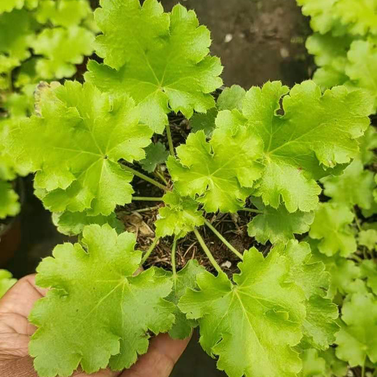 【全意】盆栽矾根 庭院绿化用盆栽苗木矾根 基地批发