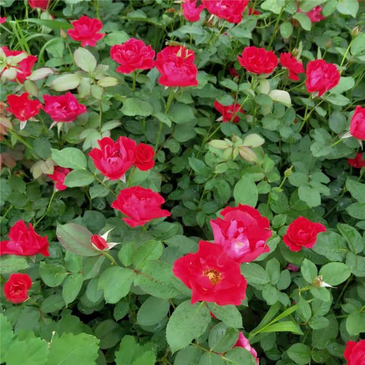山东观赏花卉 红帽月季行情 观赏红帽月季 全意花卉