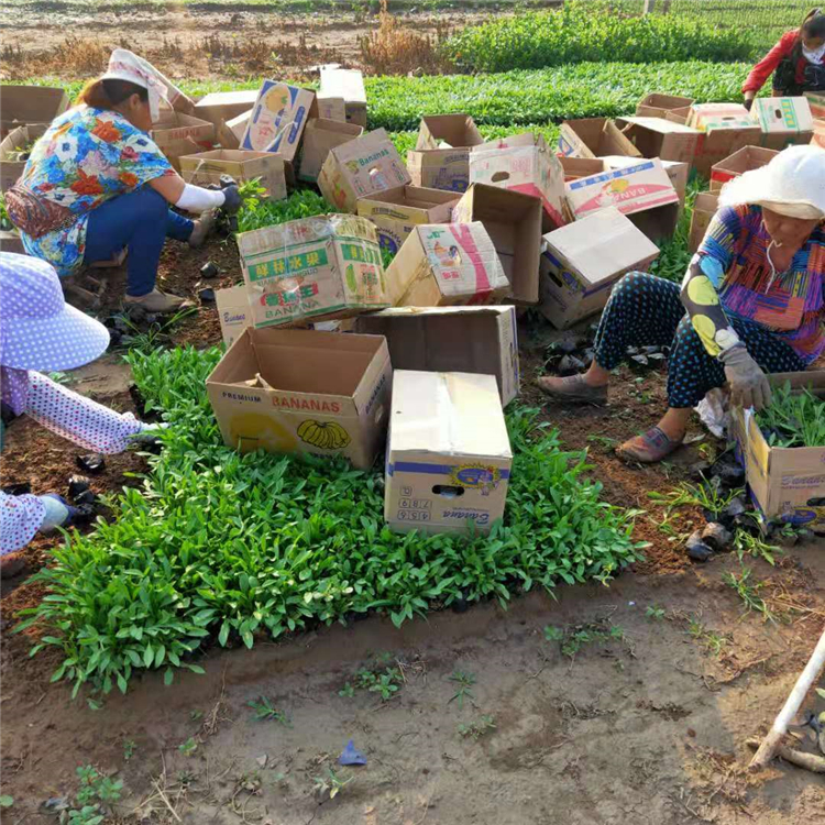 绿化用金鸡菊 青州草花 量大价优 金鸡菊销售