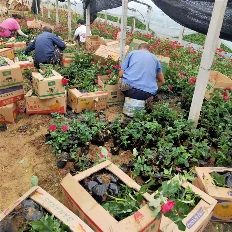 山东观赏花卉 红帽月季基地 红帽月季 花色鲜艳