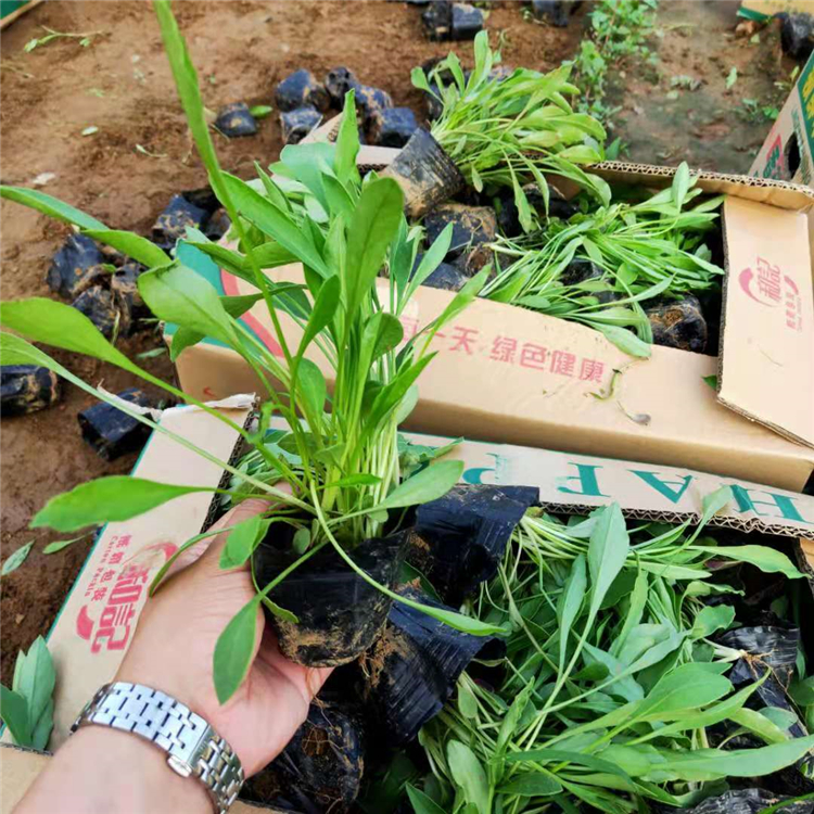 上盆金鸡菊 青州草花 批量发货 金鸡菊批发商