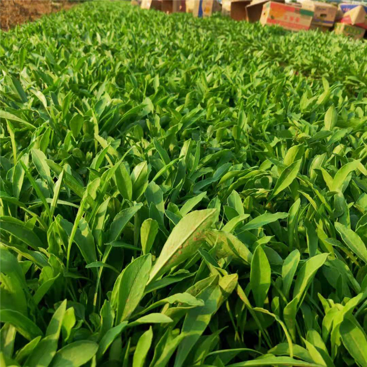 金鸡菊花海 青州草花 批量发货 金鸡菊种植基地