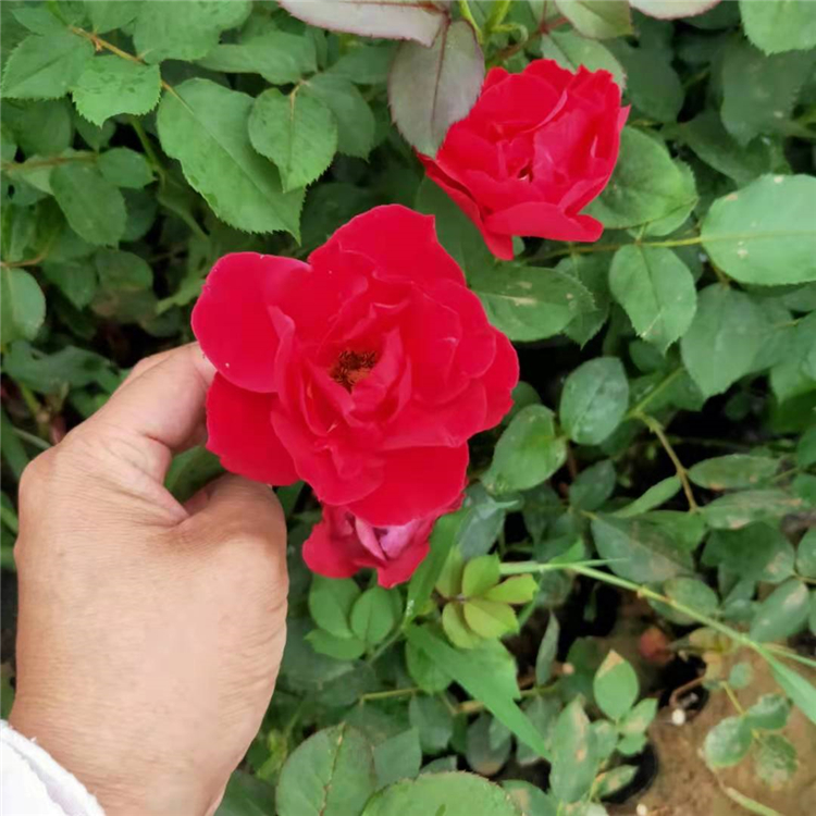 山东观赏花卉 红帽月季批发商 红帽月季盆栽 全意花卉