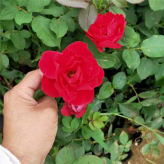 山东观赏花卉 红帽月季销售 上盆红帽月季 采购基地