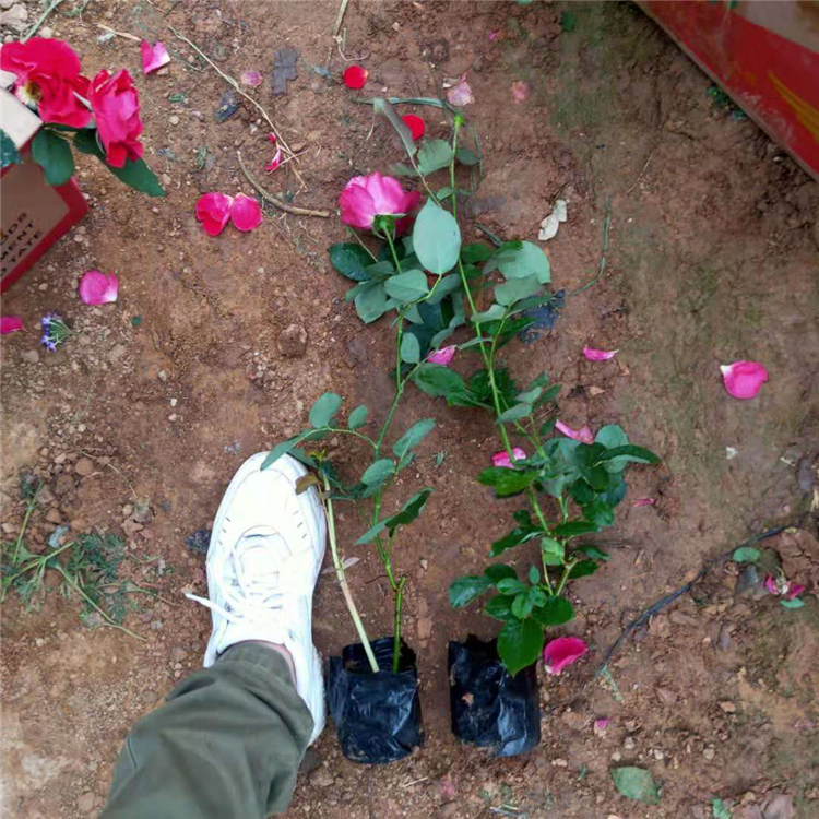 山东观赏花卉 红帽月季行情 观赏红帽月季 大量批发