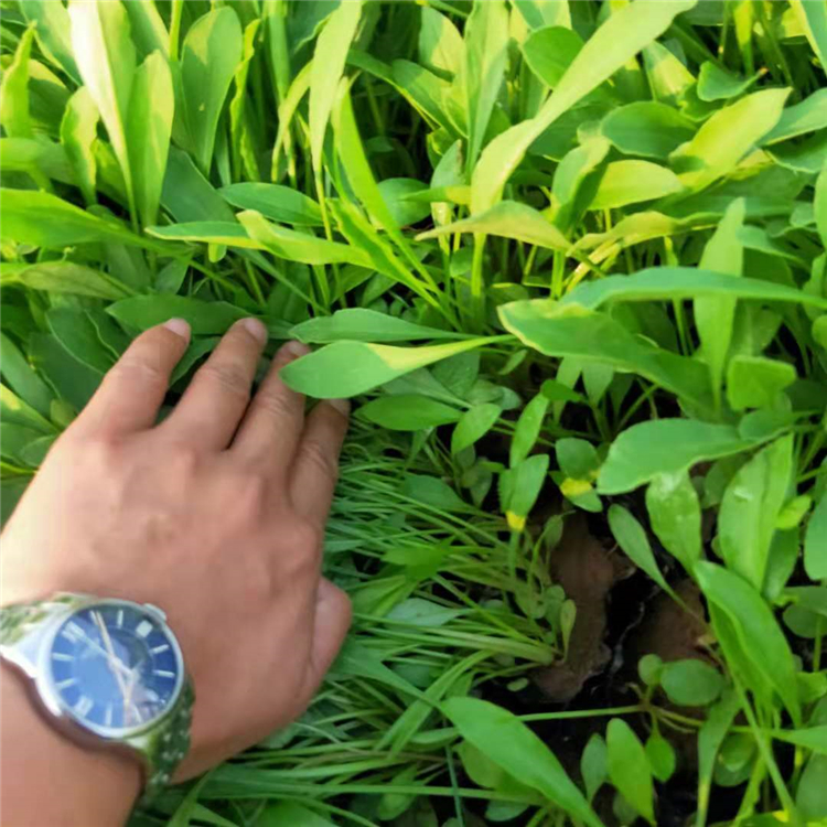 绿化用金鸡菊 山东观赏草花 长势好 金鸡菊批发