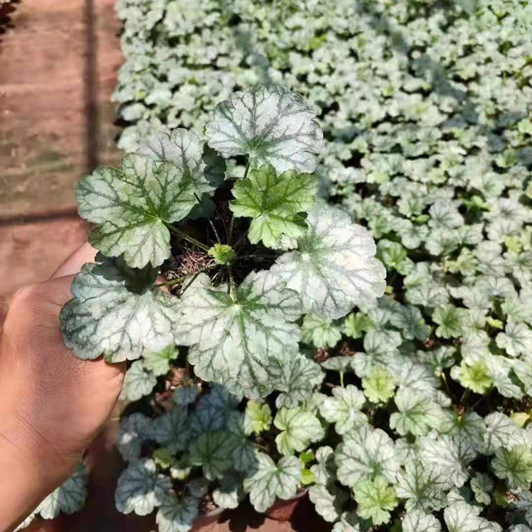 基地批发 大盆矾根 观赏多色矾根花卉 全意