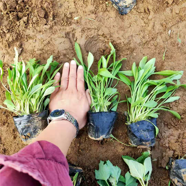 金鸡菊花海 多年生宿根草本花卉 长势好 金鸡菊供应商