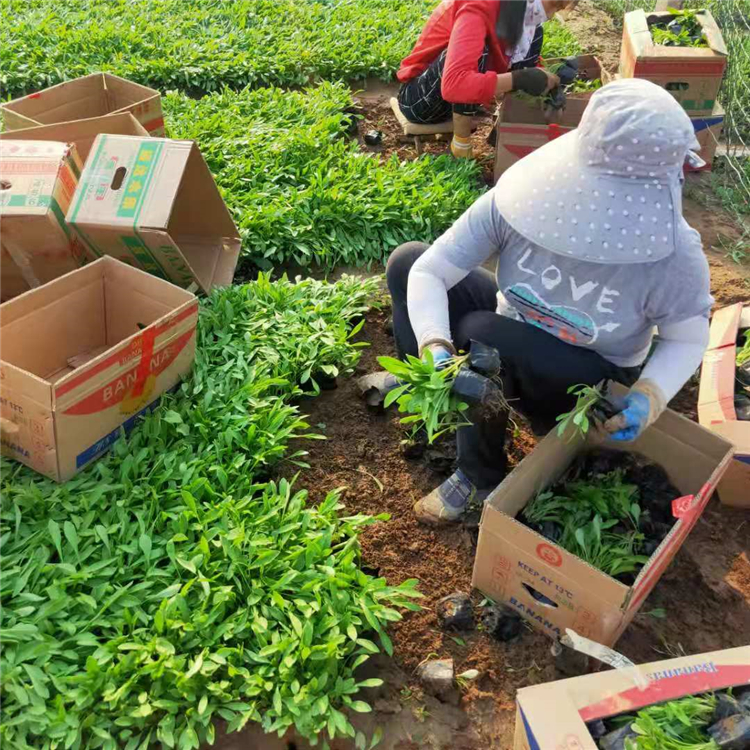 观赏用金鸡菊 青州草花 长势好 金鸡菊供销