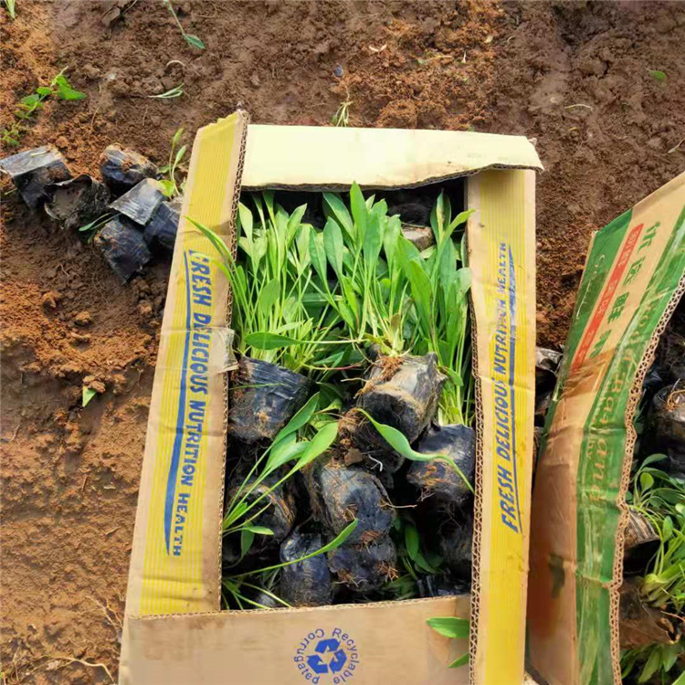 绿化用金鸡菊 多年生宿根草本花卉 批量发货 金鸡菊基地