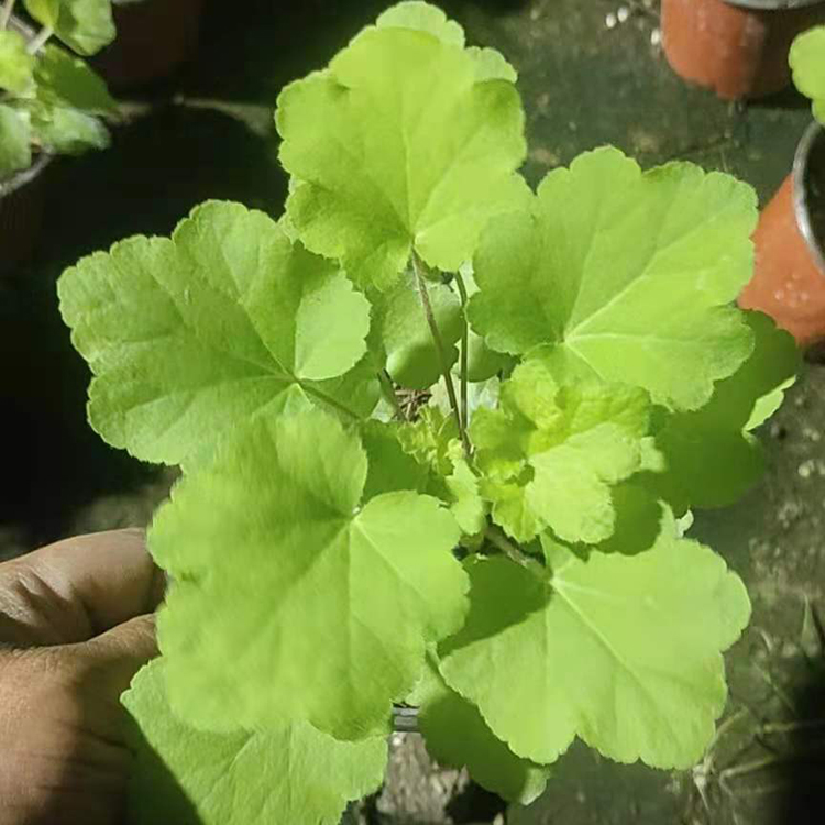 绿化用矾根种植基地 矾根批发 矾根小苗