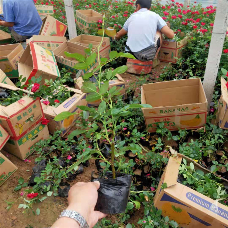 青州观赏花卉 红帽月季批发商 红帽月季盆栽 价格合理