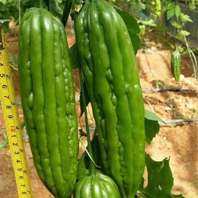 山东种苗基地抗旱抗死棵嫁接苦瓜苗    嫁接苦瓜苗批发好价
