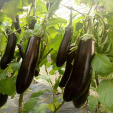 潍坊大量供应紫萼线茄种苗   紫萼线茄种苗苗场出售