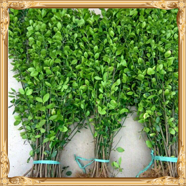 旭腾  栽植北海道黄杨  可应用于公园、庭园、绿墙和高速公路