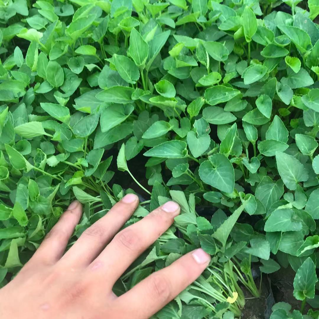 美艺供应紫花地丁小苗 紫花地丁盆栽批发 欢迎来电咨询