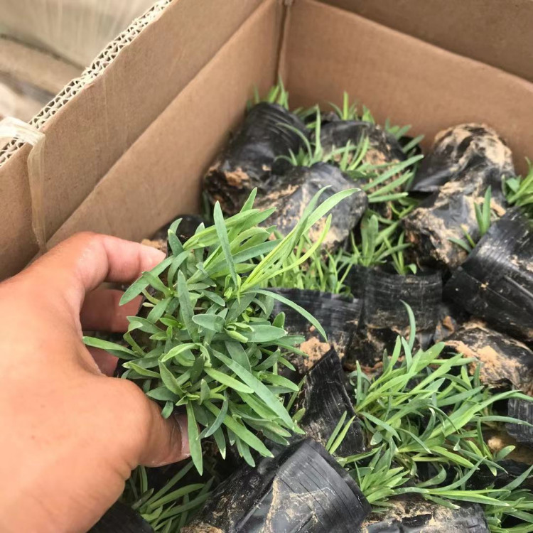 耐寒花卉苗木批发 地被石竹 美艺花卉苗木 多花色地被石竹