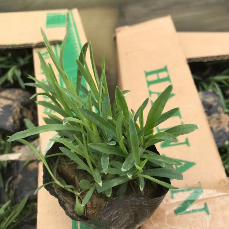 地被石竹 开花常绿地被 观赏价值高 地被石竹小苗批发 美艺花卉