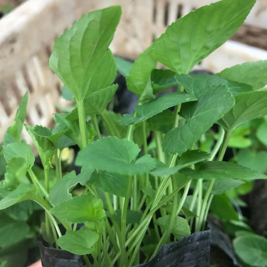 紫花地丁 可作早春观赏花卉 美艺花卉供应紫花地丁小苗