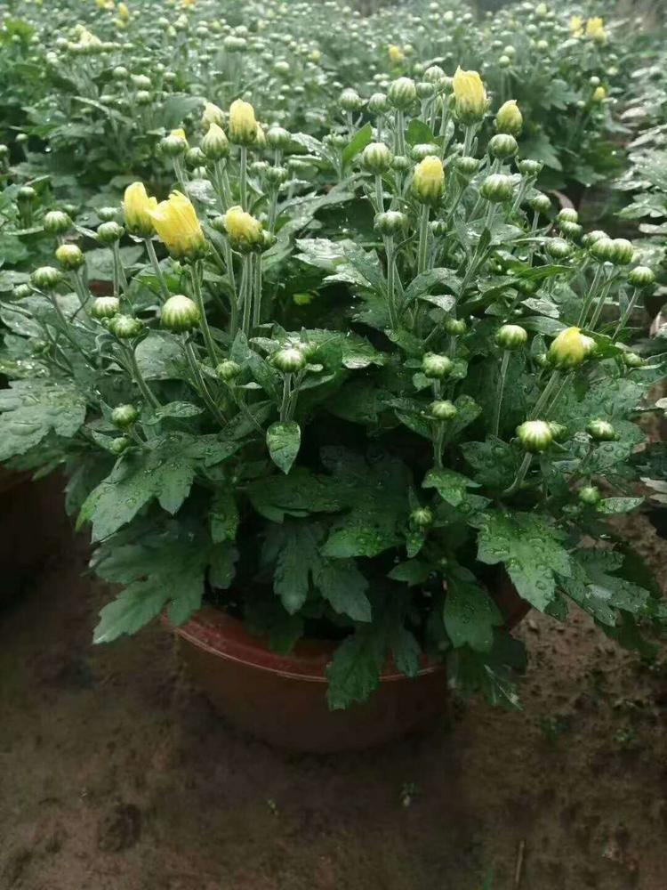 绿化景观用国庆菊  红色国庆菊  株型矮壮