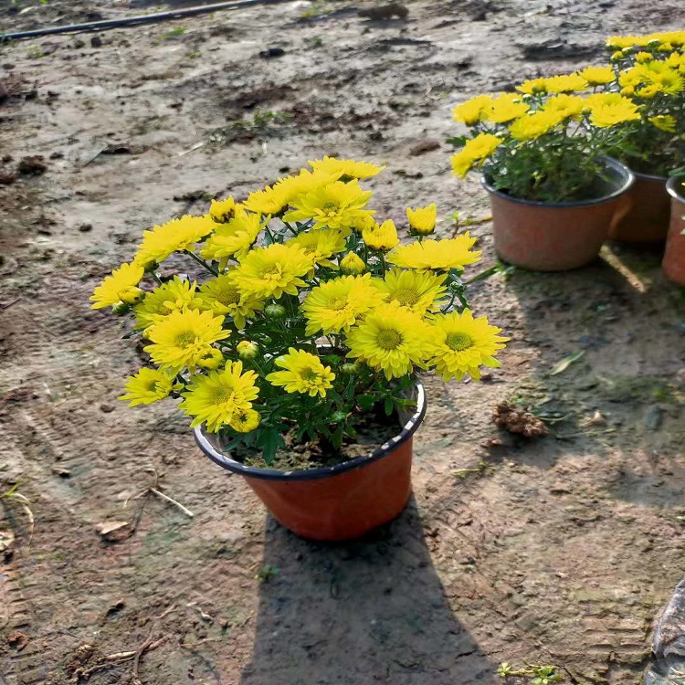 街道租摆用国庆菊盆栽批发  国庆菊供应商  十一草花租摆