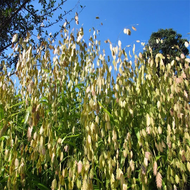 小盼草苗圃供应 小盼草行情 价格便宜 易成活