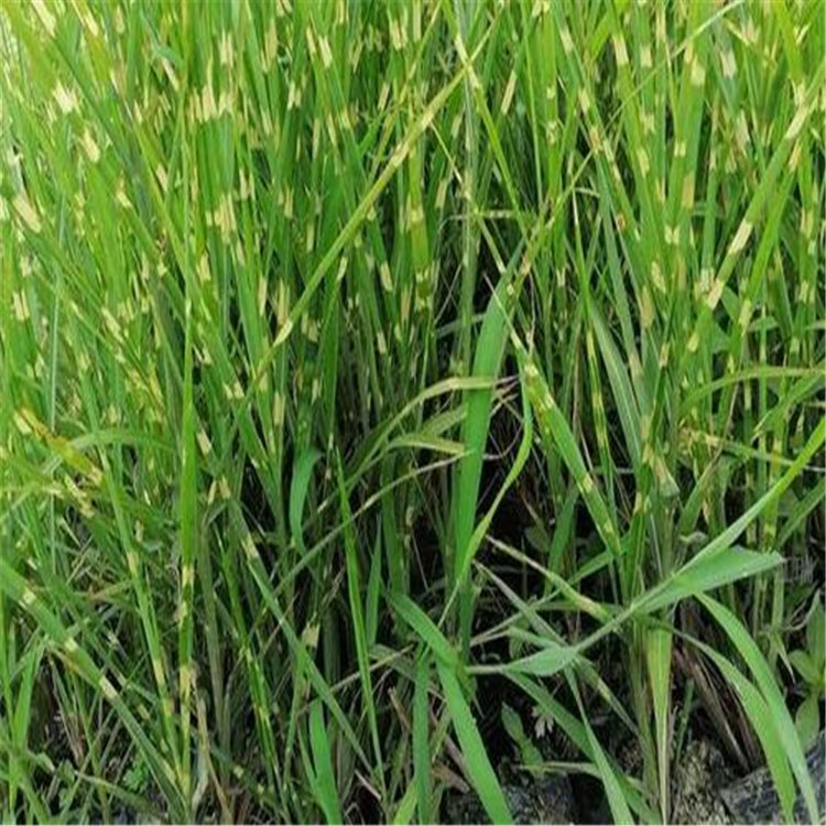 虎尾斑叶芒价格 虎尾斑叶芒培育基地 江瑞