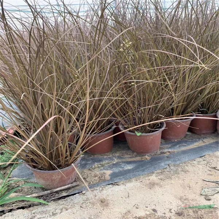 棕红苔草培育基地 棕红苔草行情 生长旺盛