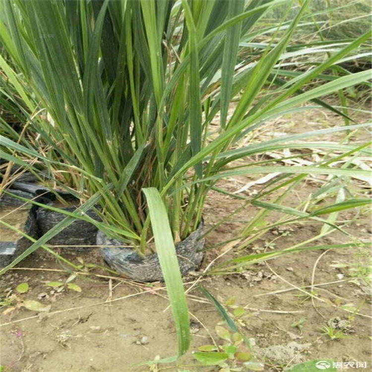 拂子茅培育基地 拂子茅苗圃直供 江瑞发货