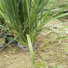 拂子茅培育基地 拂子茅苗圃直供 江瑞发货
