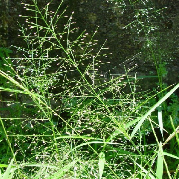 山东画眉草基地 画眉草观赏价值高 基地发货