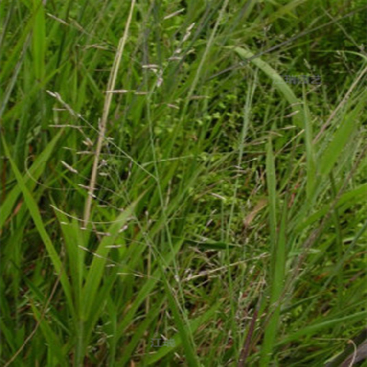 画眉草报价 画眉草产地出售 欢迎致电咨询江瑞