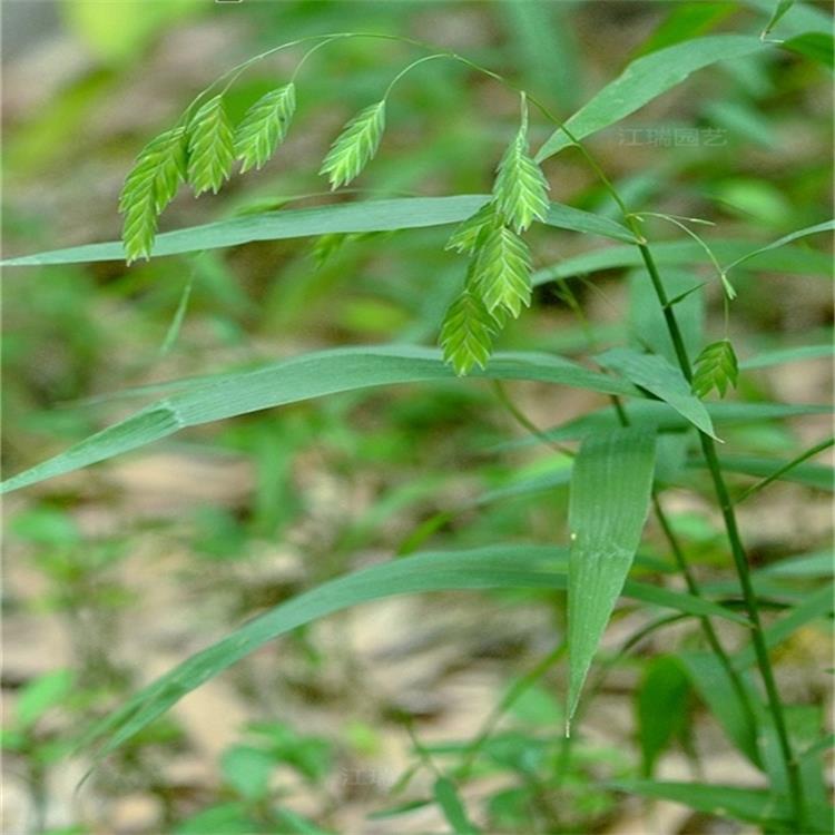 小盼草种植基地 小盼草批量出售 江瑞观赏草基地