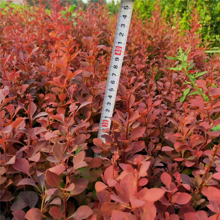 大量出售 红叶小檗 红叶小檗苗 园林绿化植物