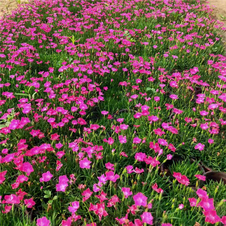 青州草花价格 欧石竹盆苗 苗圃供应 欧石竹培育基地
