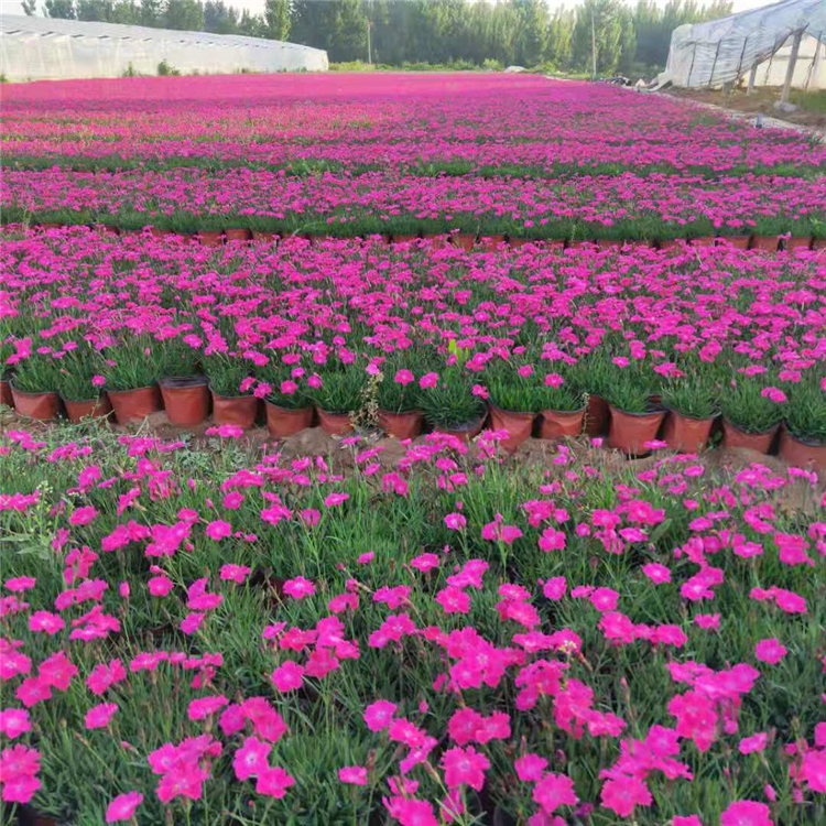 全意花卉苗木供应 欧石竹盆苗 好苗预定 欧石竹供货商